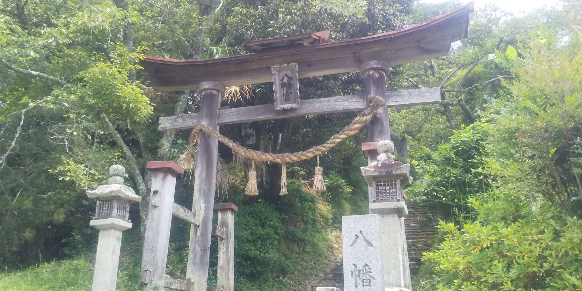 両部鳥居再建に向けての御用材を神社の持山から伐採しました。